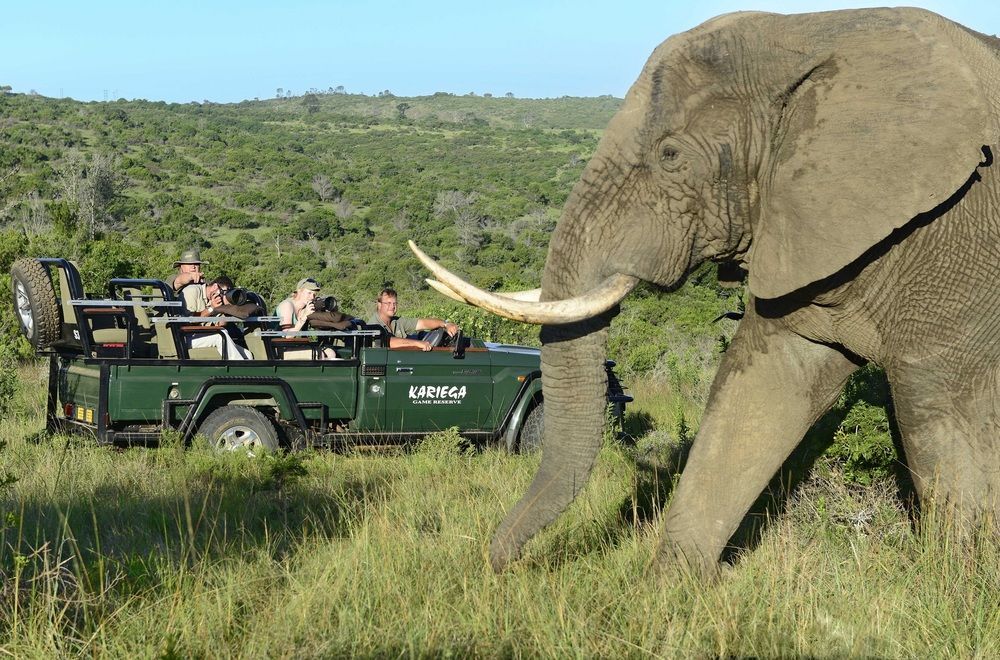Kariega Game Reserve Settlers Drift Alexandria  Zewnętrze zdjęcie