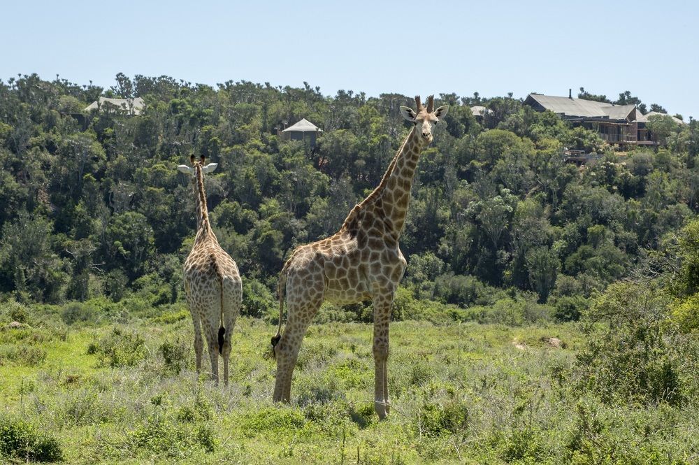 Kariega Game Reserve Settlers Drift Alexandria  Zewnętrze zdjęcie